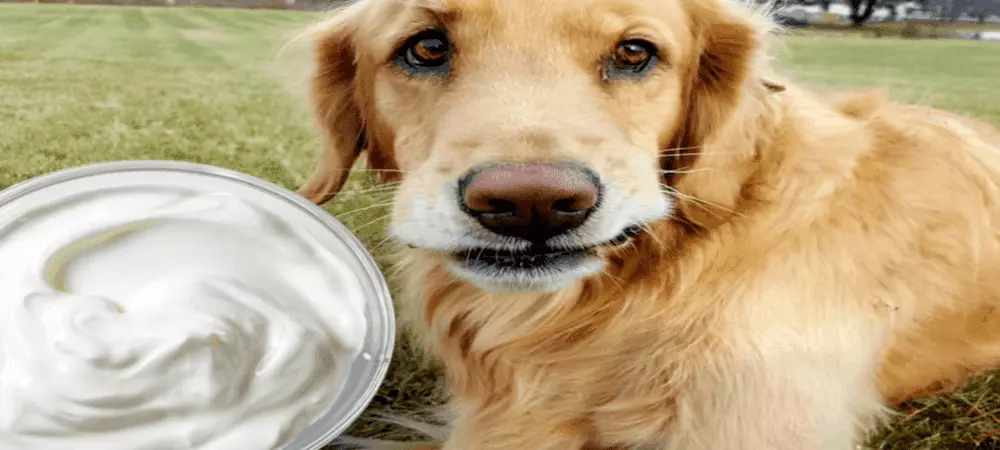 can dog eat yogurt