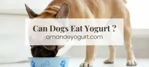 can dogs eat yogurts