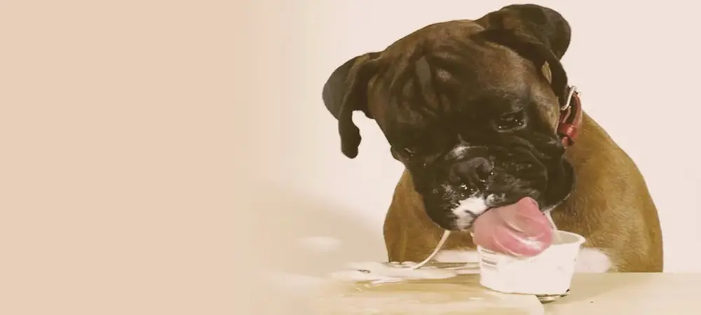 dog eating yogurt