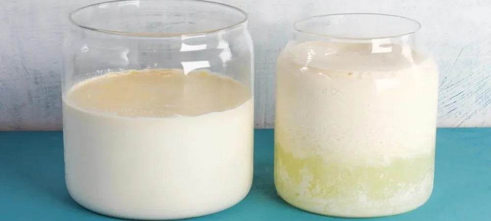 How to Make L.Reuteri Yogurt